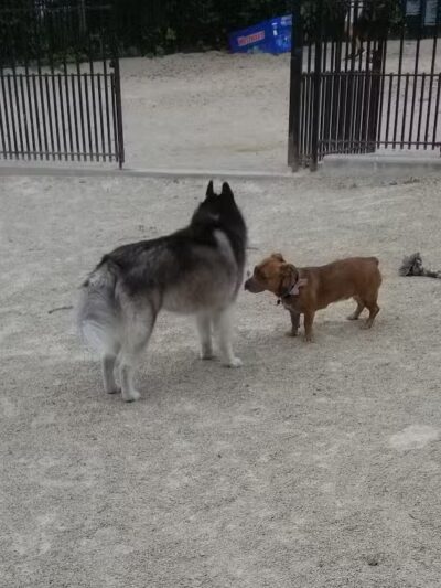 Cooper Park Dog Run - Brooklyn,