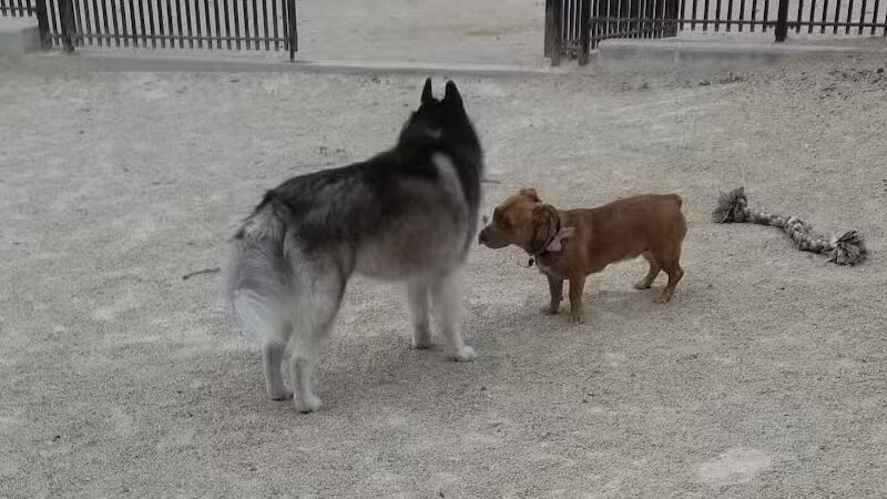 Cooper Park Dog Run - Brooklyn,