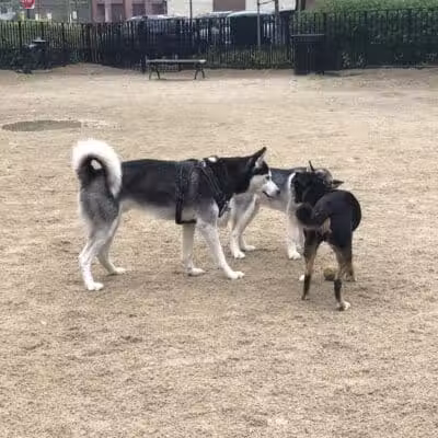 Cooper Park Dog Run - Brooklyn,