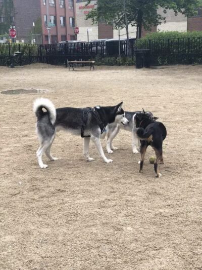 Cooper Park Dog Run - Brooklyn,