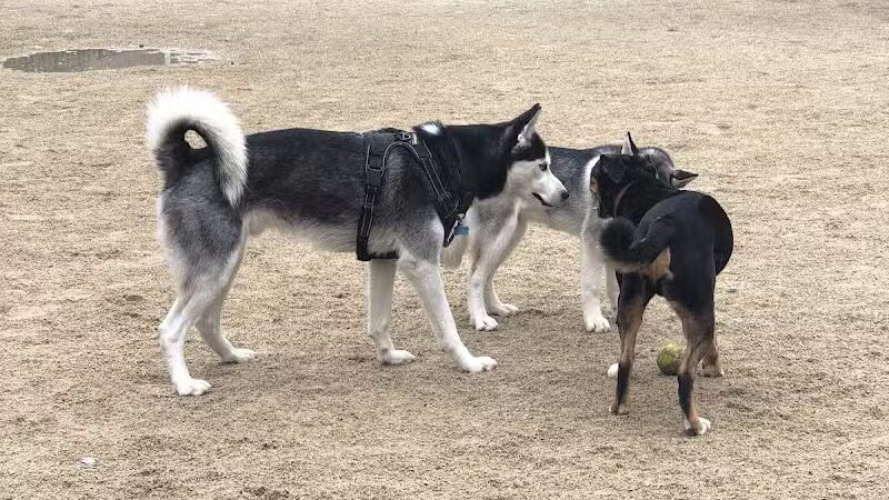 Cooper Park Dog Run - Brooklyn,