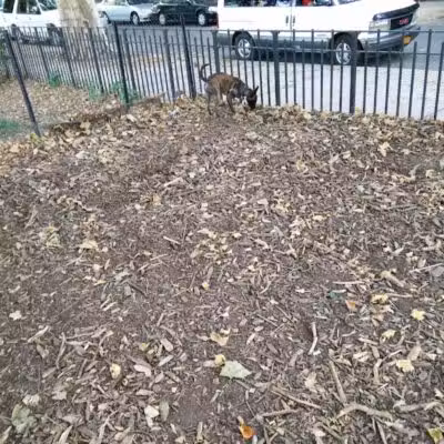 Cooper Park Dog Run - Brooklyn,