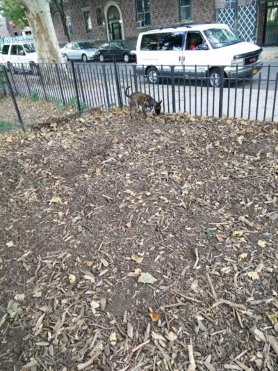 Cooper Park Dog Run - Brooklyn,