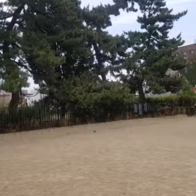 Cooper Park Dog Run - Brooklyn,