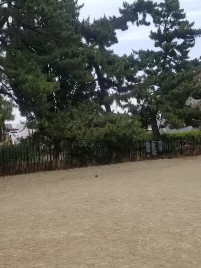 Cooper Park Dog Run - Brooklyn,