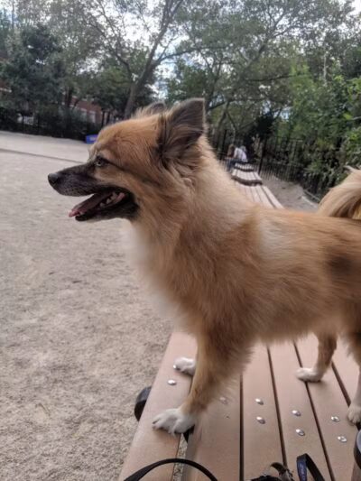 Cooper Park Dog Run - Brooklyn,