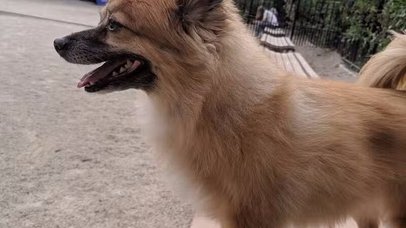 Cooper Park Dog Run - Brooklyn,