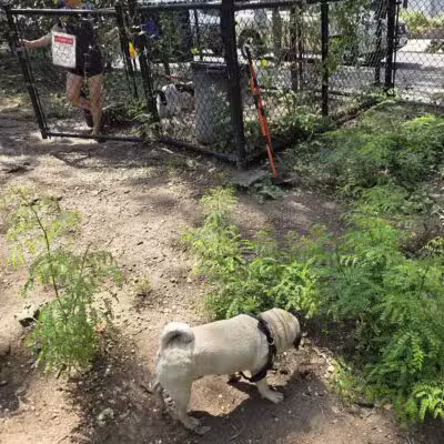 Hillside Dog Park - Brooklyn, NY