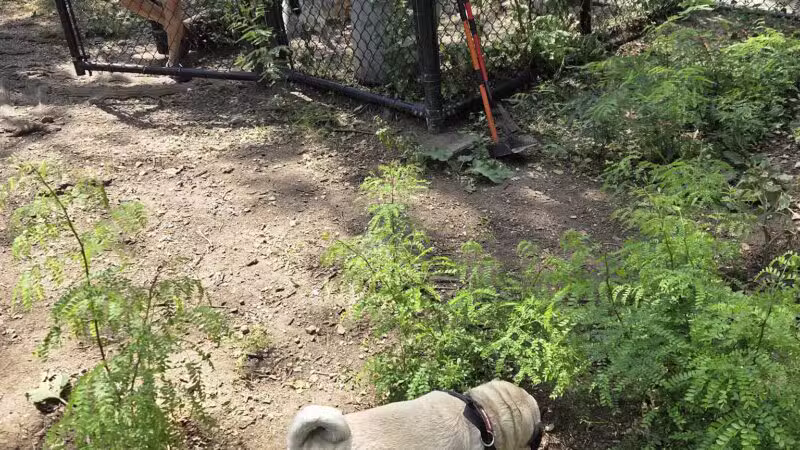 Hillside Dog Park - Brooklyn, NY