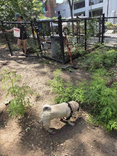 Hillside Dog Park - Brooklyn, NY