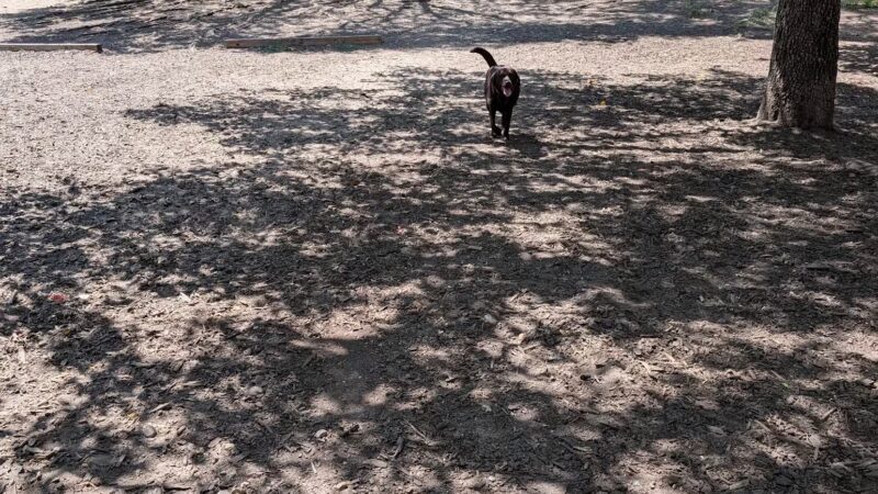 Hillside Dog Park - Brooklyn, NY