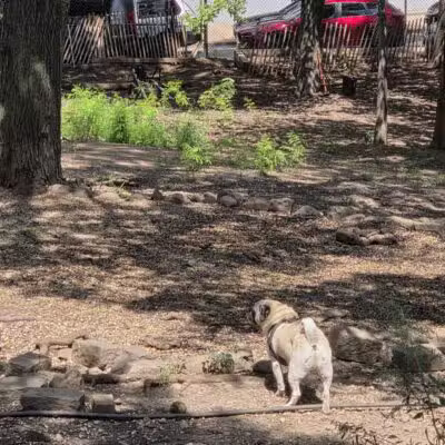 Hillside Dog Park - Brooklyn, NY
