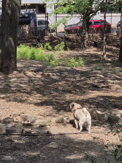 Hillside Dog Park - Brooklyn, NY
