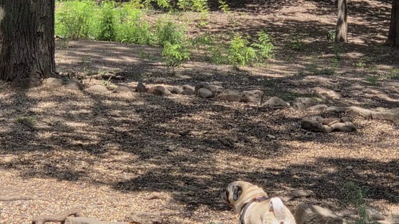 Hillside Dog Park - Brooklyn, NY