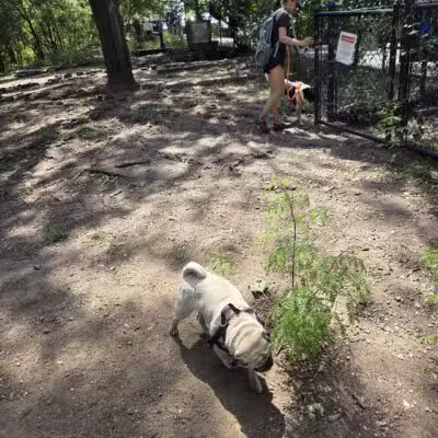 Hillside Dog Park - Brooklyn, NY