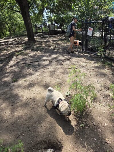 Hillside Dog Park - Brooklyn, NY