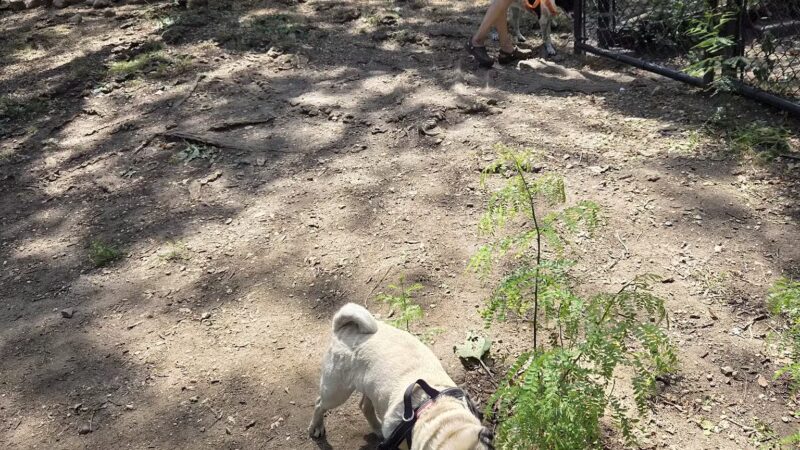 Hillside Dog Park - Brooklyn, NY