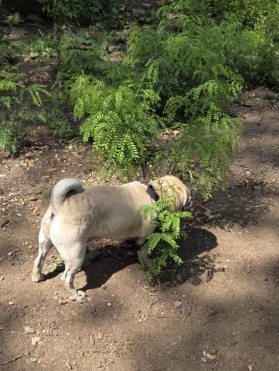 Hillside Dog Park - Brooklyn, NY
