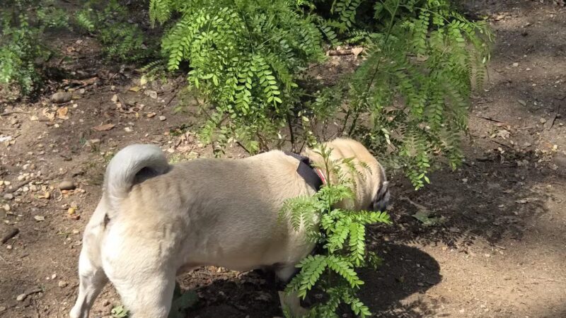 Hillside Dog Park - Brooklyn, NY