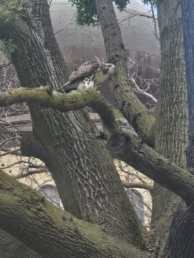 McCarren Park Dog Run - Brooklyn, NY