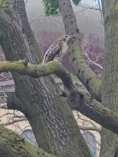 McCarren Park Dog Run - Brooklyn, NY
