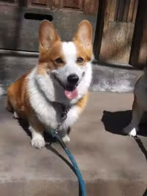 Brooklyn Bark - Brooklyn,