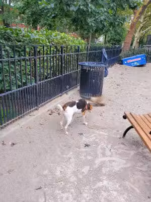 Cooper Park Dog Run - Brooklyn,