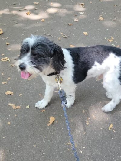 Msgr. McGolrick Park - Brooklyn, NY