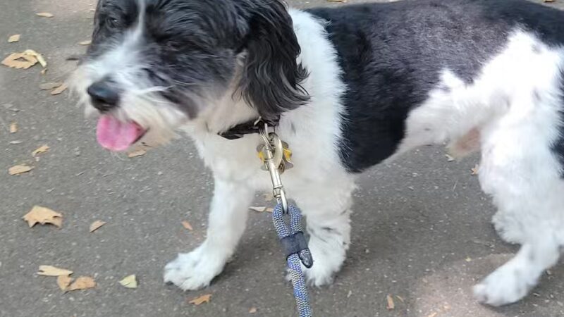 Msgr. McGolrick Park - Brooklyn, NY