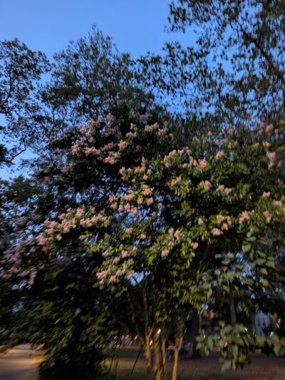 Msgr. McGolrick Park - Brooklyn, NY