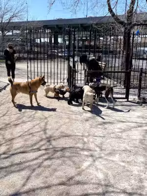DiMattina Dog Run - Brooklyn, NY