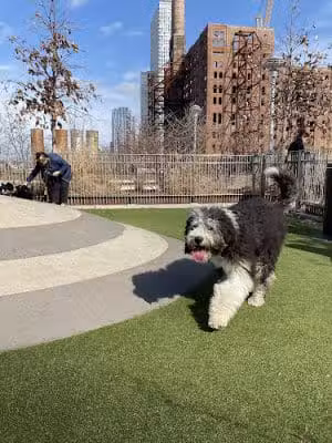 Domino Park Dog Run - Brooklyn, NY