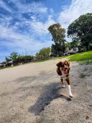 Dyker Beach Dog Run - Brooklyn, NY