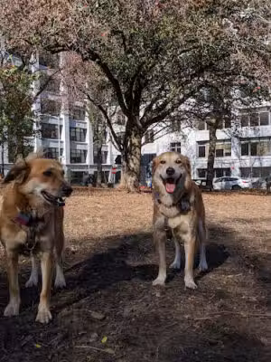 Hillside Dog Park - Brooklyn, NY