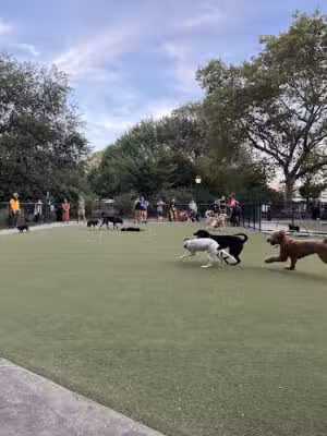 Kensington Dog Run - Brooklyn, NY