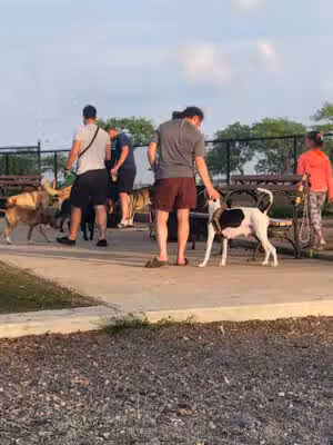 Manhattan Beach Dog Run - Brooklyn, NY