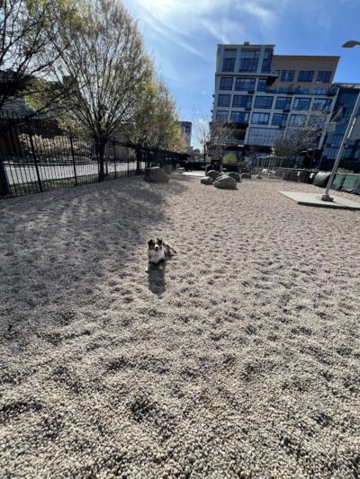 Marsha P. Johnson State Park Dog Run - Brooklyn, NY