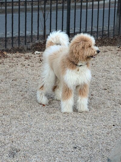 Marsha P. Johnson State Park Dog Run - Brooklyn, NY