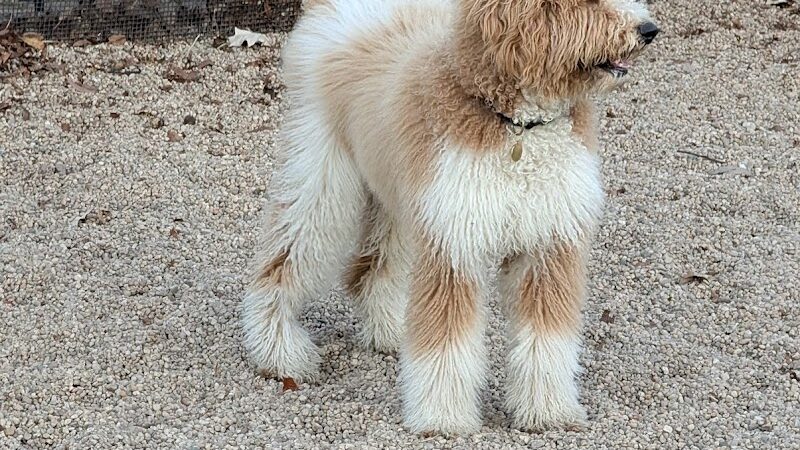 Marsha P. Johnson State Park Dog Run - Brooklyn, NY