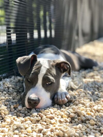 Marsha P. Johnson State Park Dog Run - Brooklyn, NY