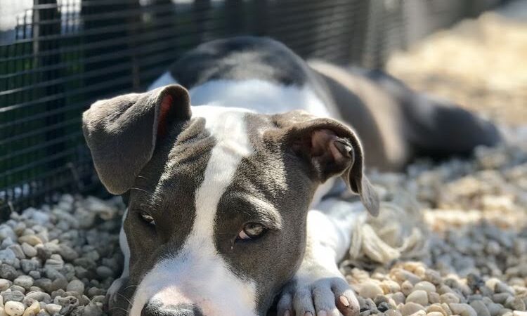 Marsha P. Johnson State Park Dog Run - Brooklyn, NY