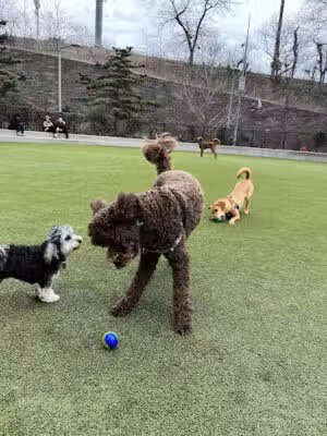 Pier 6 Dog Run - Brooklyn, NY