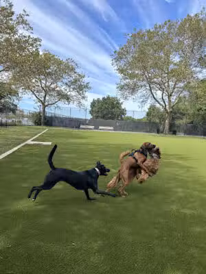 Frank Decolvenaere Dog Run - Brooklyn, NY