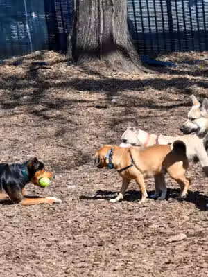 Herbert Von King Park Dog Run - Brooklyn, NY
