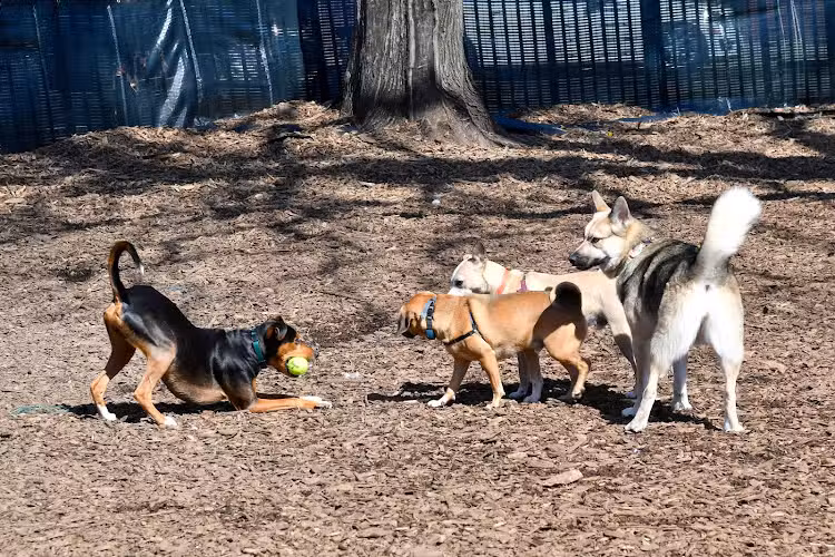 Herbert Von King Park Dog Run - Brooklyn, NY