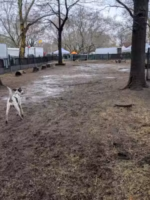 McCarren Park Dog Run - Brooklyn, NY