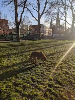 Msgr. McGolrick Park - Brooklyn, NY