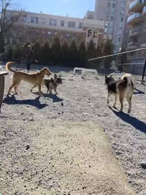 Washington Park Dog Run - Brooklyn, NY