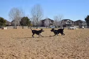 Broomfield Commons Dog Park - Broomfield, CO