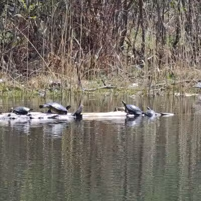 Brown City Park - Brown City, MI